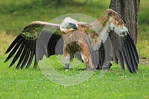 Griffon vulture photo