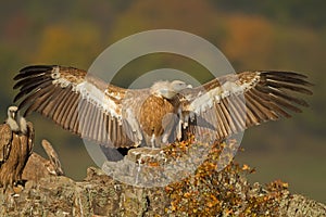 Griffon vulture