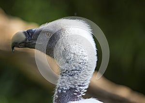 Griffon Vulture