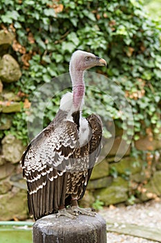 Griffon Vulture