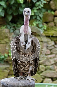 Griffon Vulture