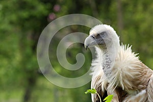 griffon vulture