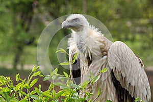 Griffon vulture
