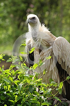 Griffon vulture