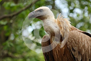 Griffon vulture