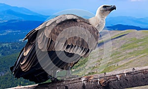 Griffon vulture against mountains background