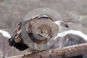 Griffon vulture against rocky background