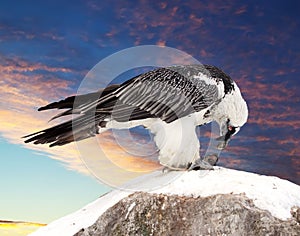Griffon vulture against sky background