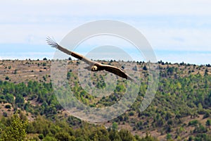 A griffon vulture flying in Hoces del Rio DuratÃÂ³n National Park, Spain photo
