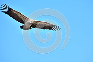 Griffon vulture in Baronnies, wings wide open. Flying freely in a blue sky in Drome Provencale