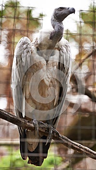 Griffon vulture or bird, branch and outdoors in nature with feathers, landscape or farm to hunt food. Wildlife