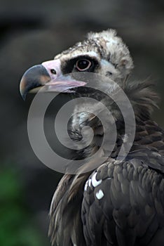 Griffon Vulture bird portrait taken in Moscow zoo.