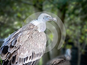 Griffon Vulture bird with white head on forest background