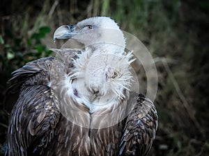 Griffon Vulture bird with white head on forest background