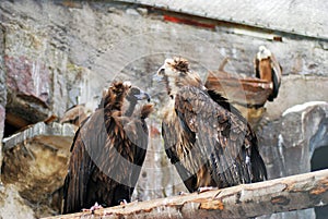 Griffon Vulture birds portrait taken in Moscow zoo.