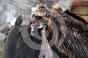 Griffon Vulture birds portrait taken in Moscow zoo.
