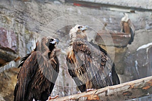 Griffon Vulture birds portrait taken in Moscow zoo.