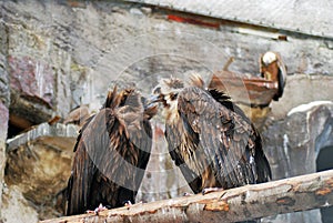 Griffon Vulture birds portrait taken in Moscow zoo.