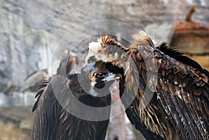 Griffon Vulture birds portrait taken in Moscow zoo.