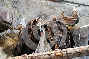 Griffon Vulture birds portrait taken in Moscow zoo.
