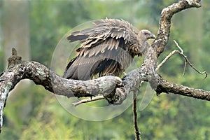 Griffon vulture photo
