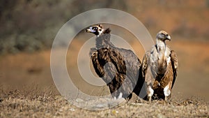Griffon vulture and Black vulture are standing together on the field