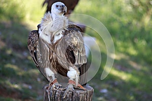 Griffon Vulture