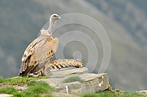 Griffon vulture with carrion photo