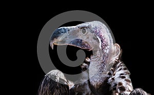 Griffon vulture close-up portrait