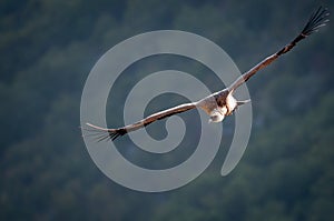 Griffon Vulture in the Drome provencale, France