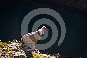 Griffon vulture on the Duraton River photo