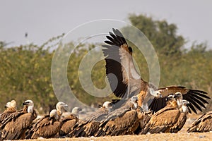 Griffon vulture or Eurasian Griffon or Gyps fulvus in flight with full wingspan at jorbeer conservation reserve india