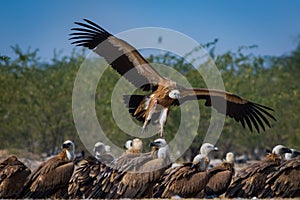 Griffon vulture or eurasian griffon or gyps fulvus in flight head on with full wingspan in a beautiful green background at jorbeer