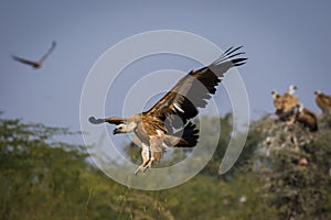 Griffon vulture or eurasian griffon or gyps fulvus in flight head on with full wingspan in a beautiful green background at jorbeer
