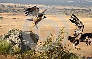 Buitre en campo de 