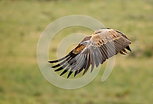 Griffon vulture flies the fields photo