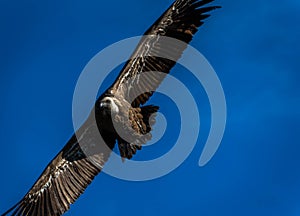 A griffon vulture in flight