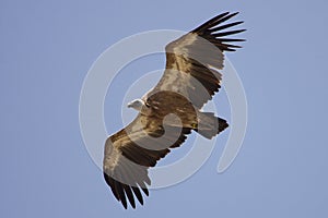 Griffon Vulture in flight photo