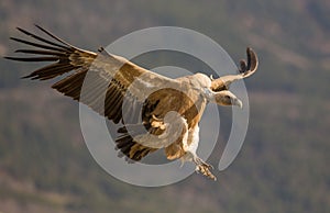 Griffon Vulture in flight