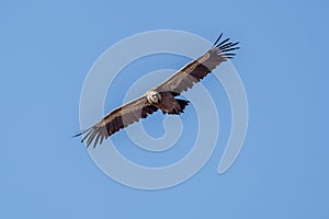 Griffon vulture in flight in the sky of Provence, France