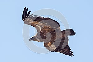 Griffon vulture in flight in the sky of Provence, France