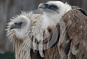 The griffon vulture fluffing its feathers sits in the zoo in the winter in an open enclosure. Zoo Penza Russia