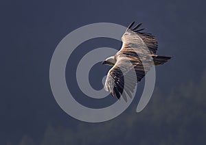 Griffon vulture flying, Drome provencale, France