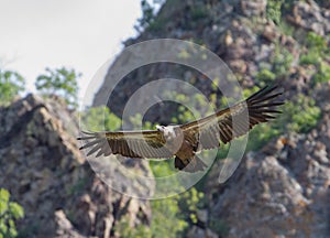 Griffon Vulture