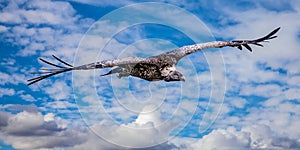 Griffon Vulture flying high