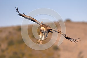 Griffon vulture flying and landing