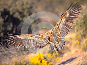 Griffon vulture flying and landing