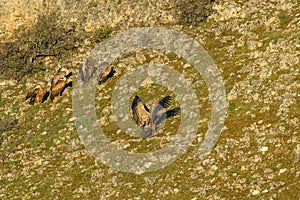 Griffon vulture flying landing