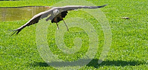 Griffon vulture flying low, over a field of grass. photo