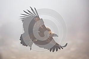 Griffon vulture flying in mist